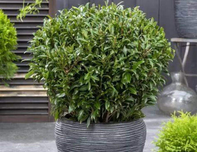 Bobkovišeň ´Sofia´