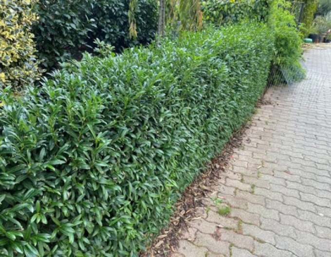 Bobkovišeň ´Sofia´