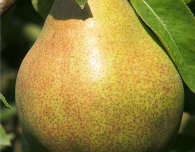 Hruška Williamsová Zelená letní, podn. Hruška planá, prostok.