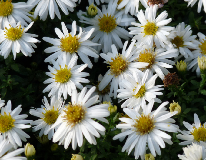 Hvězdnice Monte Cassino