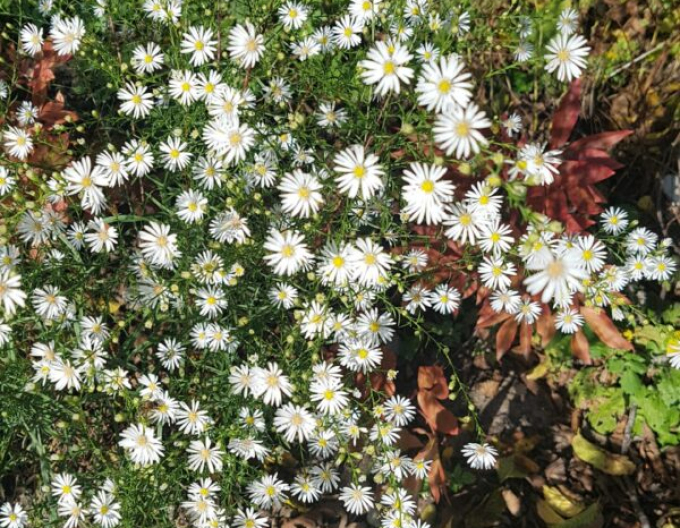 Hvězdnice Monte Cassino