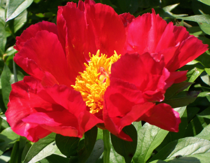 Pivoňka bělokvětá  ´Blaze´