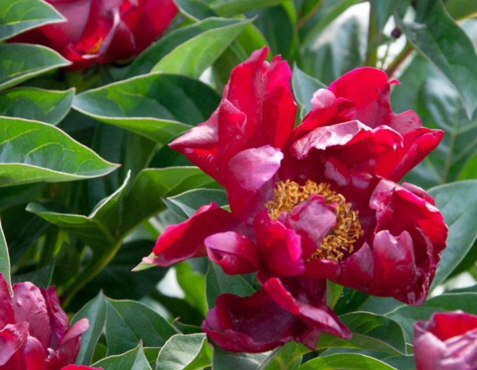 Pivoňka bělokvětá  ´Blaze´