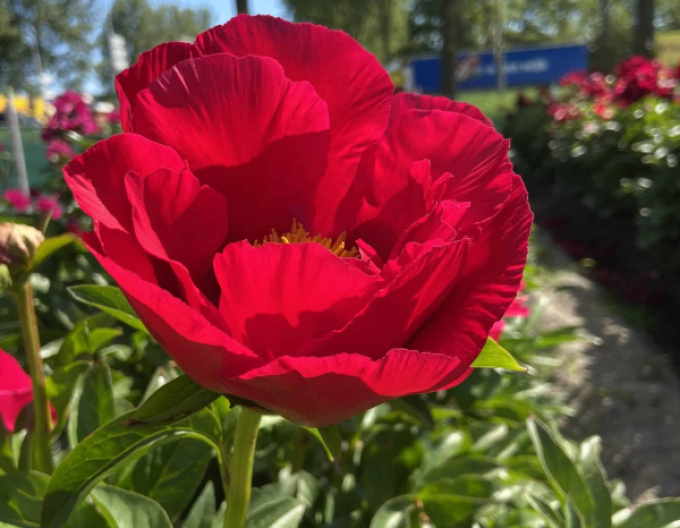 Pivoňka bělokvětá  ´Blaze´