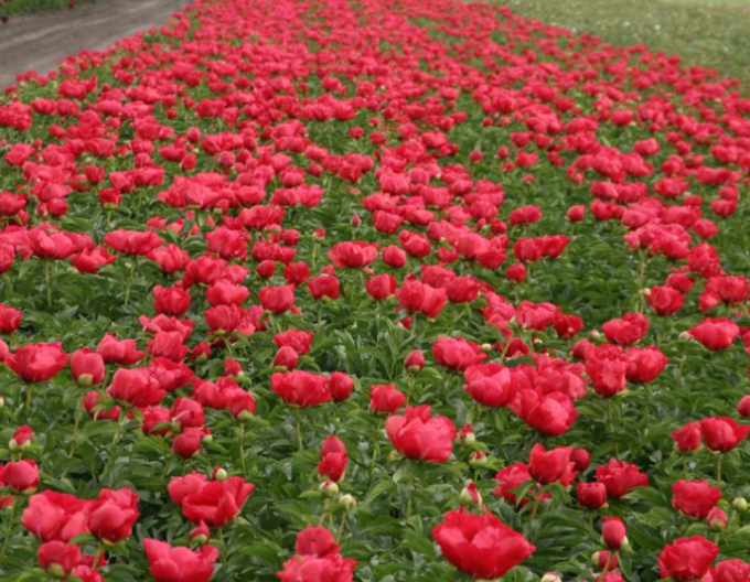 Pivoňka bělokvětá  ´Blaze´