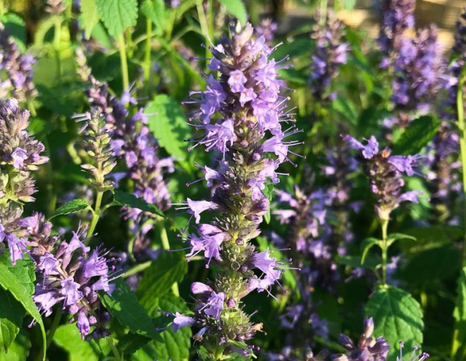 Agastache ´Little Ader´