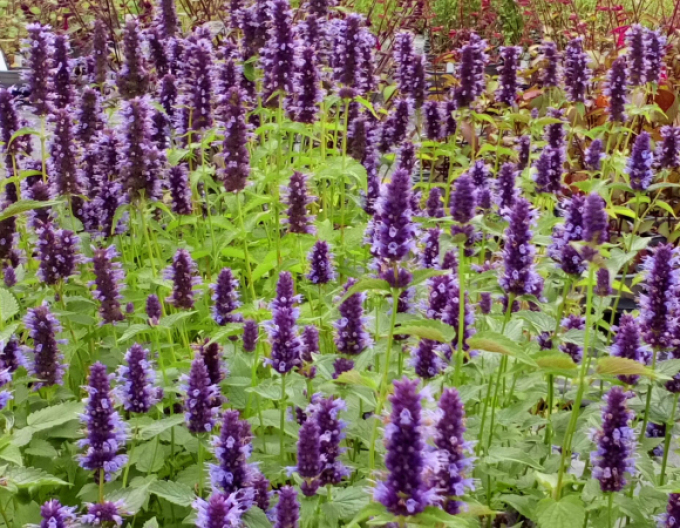 Agastache ´Little Ader´