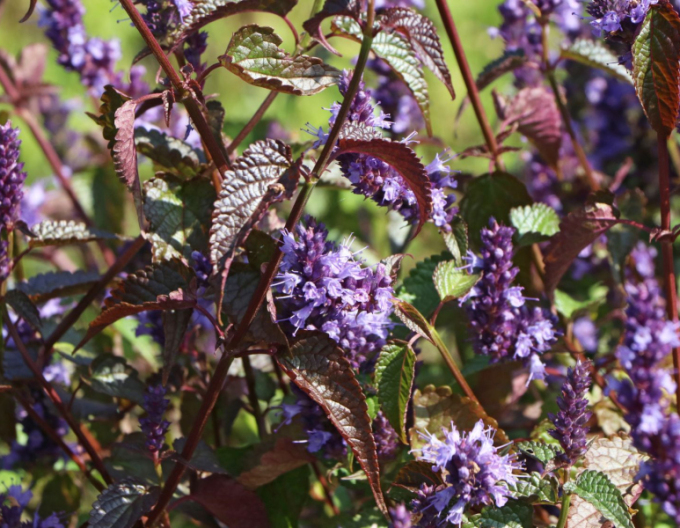 Agastache ´Little Ader´