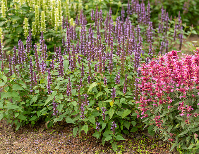 Agastache ´Little Ader´