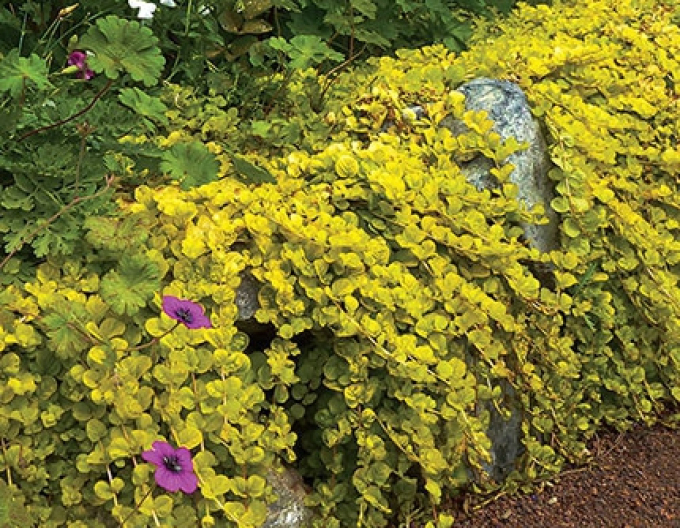 Vrbina penízková ´Aurea´