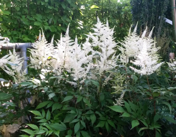 Astilba Brautschleier