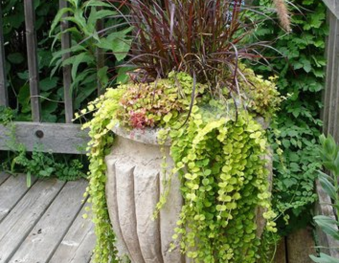 Vrbina penízková ´Aurea´