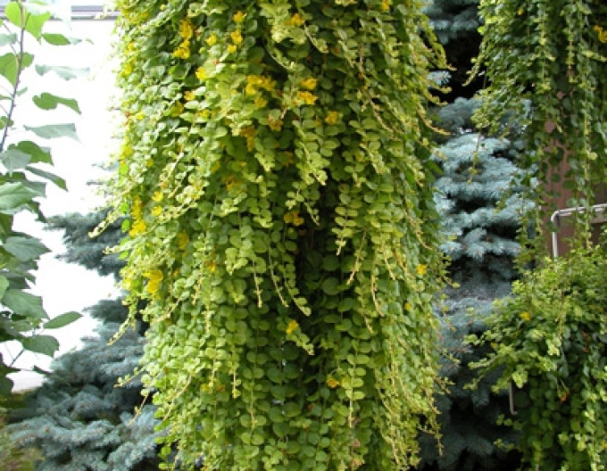 Vrbina penízková ´Aurea´