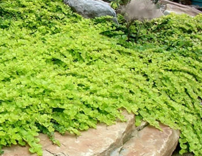 Vrbina penízková ´Aurea´