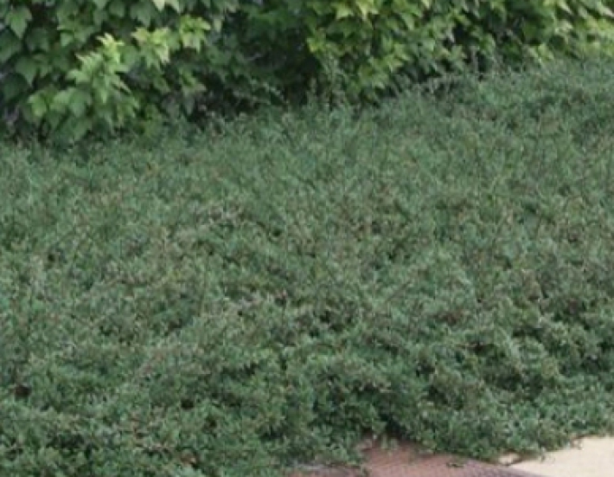 Skalník Eichholz 2l