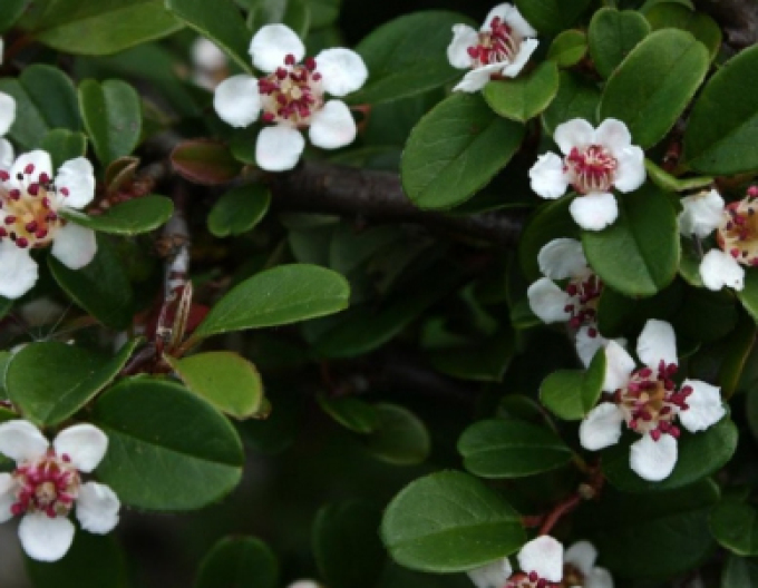 Skalník Eichholz 2l