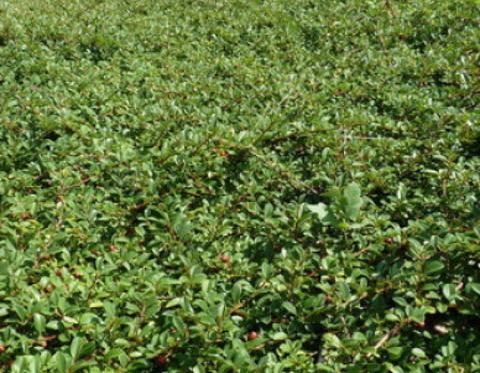 Skalník Eichholz 2l