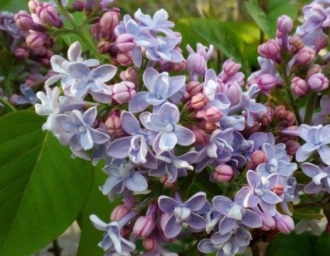 Šeřík obecný Carpe Diem