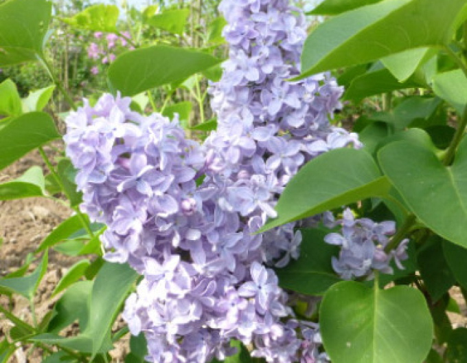 Šeřík obecný Carpe Diem