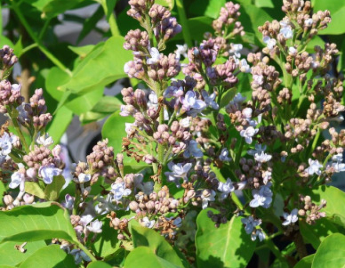 Šeřík obecný Carpe Diem