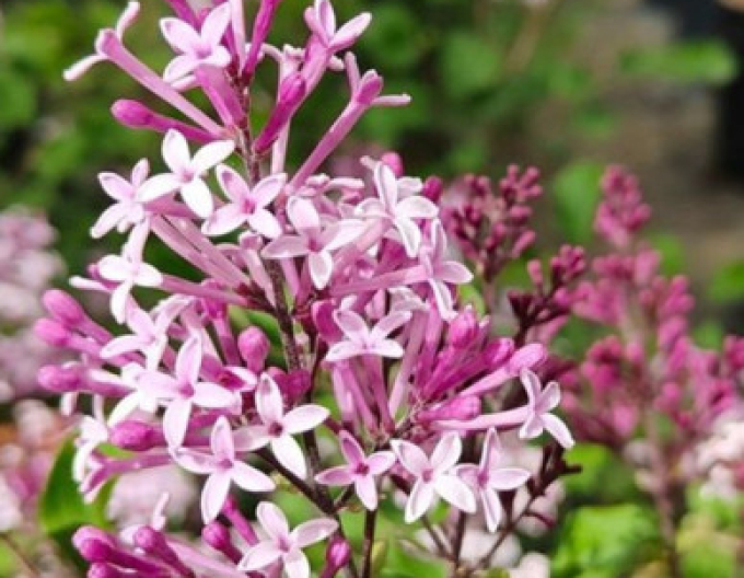 Šeřík obecný Red Pixie