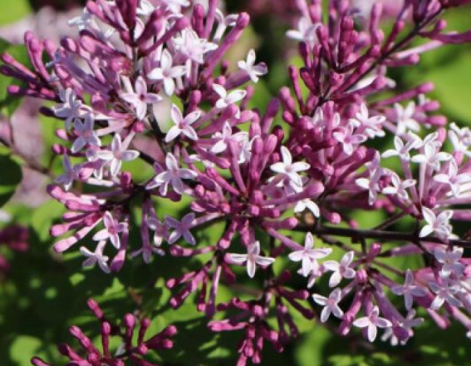 Šeřík obecný Red Pixie