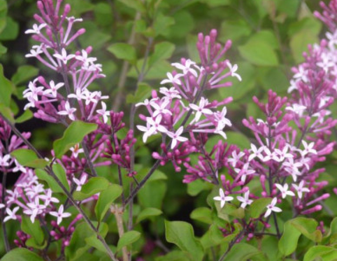 Šeřík obecný Red Pixie