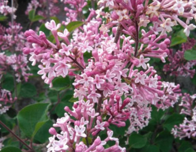 Šeřík obecný Red Pixie