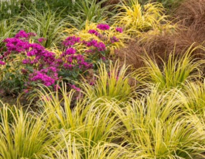 Puškvorec trávolistý Golden Delight 2l