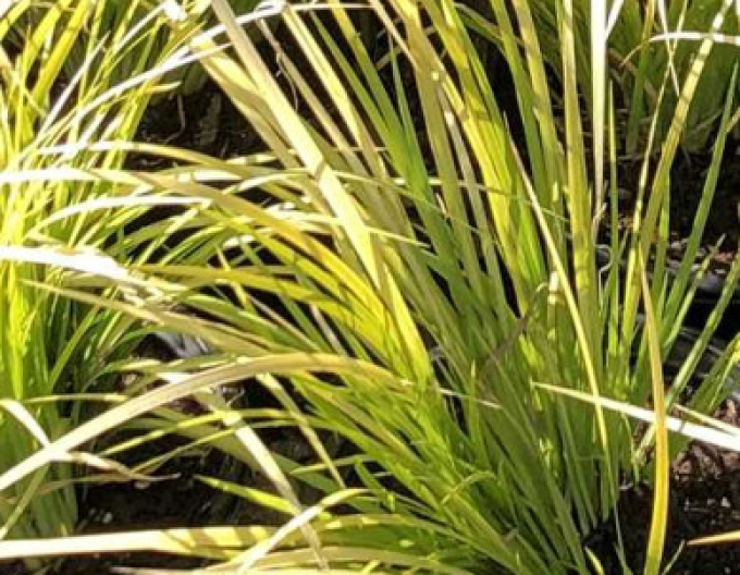 Puškvorec trávolistý Golden Delight 2l