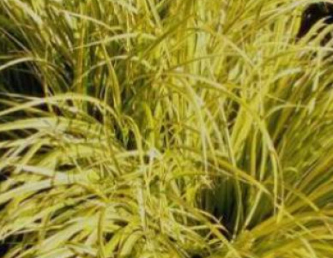 Puškvorec trávolistý Golden Delight 2l