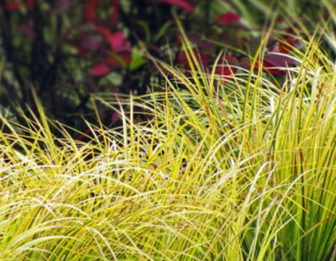 Puškvorec trávolistý Golden Delight 2l