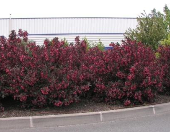 Vajgelia florida Alexandra