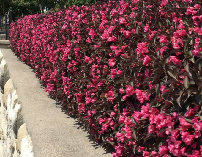 Vajgelia florida Alexandra