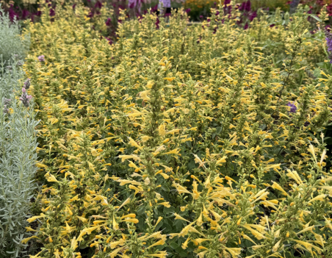 Agastache ´Summerlong Lemon´