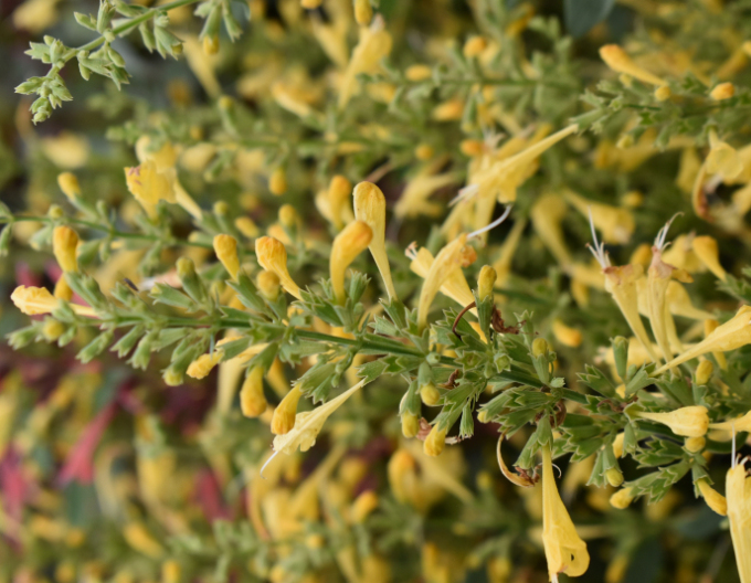 Agastache ´Summerlong Lemon´