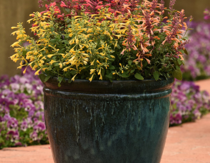 Agastache ´Summerlong Lemon´