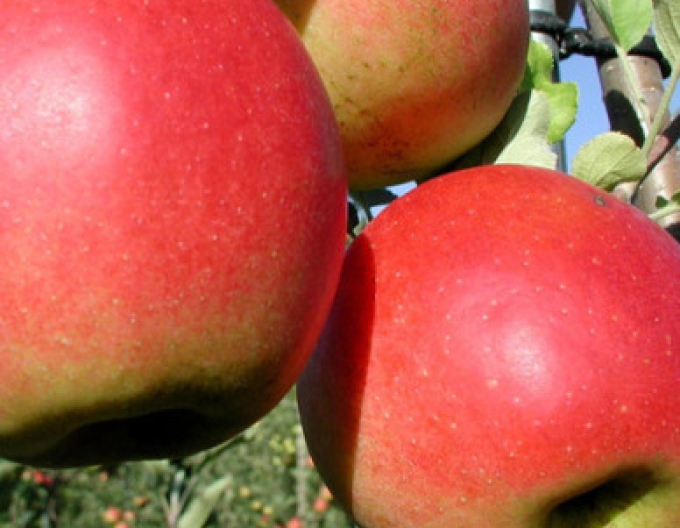 Jabloň Prima jesenní, podn. MM106, kont. 5l