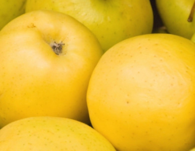 Jabloň ´Golden Delicious´ zimní, podn. M26, kont. 5l