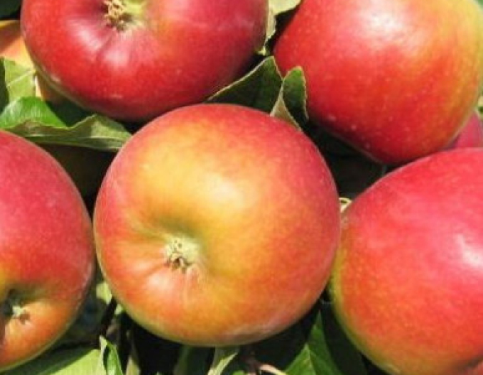 Jabloň ´Mio´ letní, podn. M9, kont. 5l