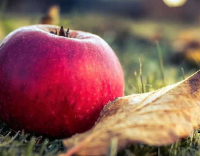 Jabloň ´Florina´ zimní, podn. M26, kont. 5l