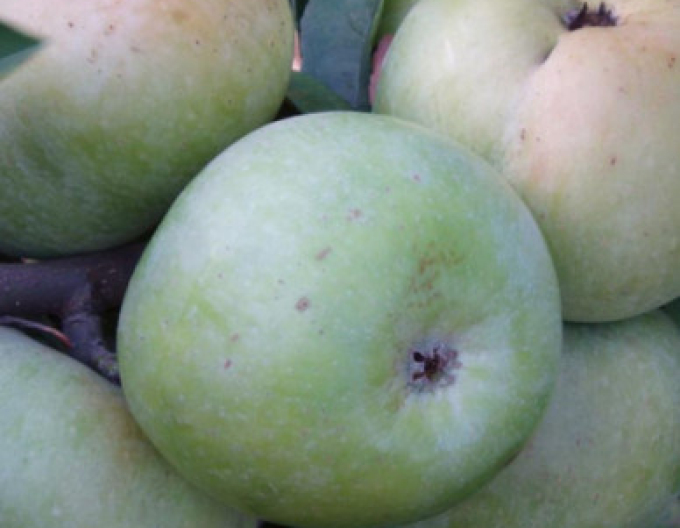 Jabloň Priesvitná letní, podn. MM106, kont. 5l