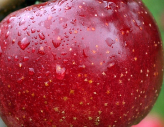 Jabloň James Grieve Red, podn. M26, kont. 5l