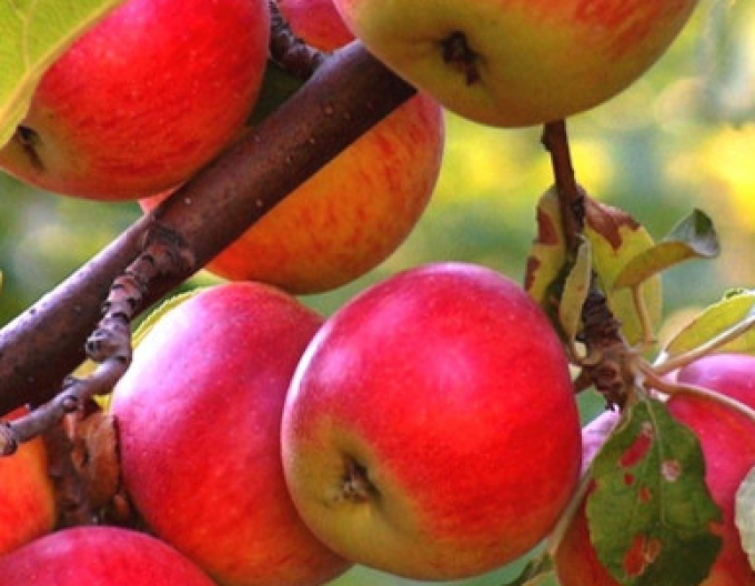 Jabloň ´Rubinola´ zimní, podn. M9, kont. 5l