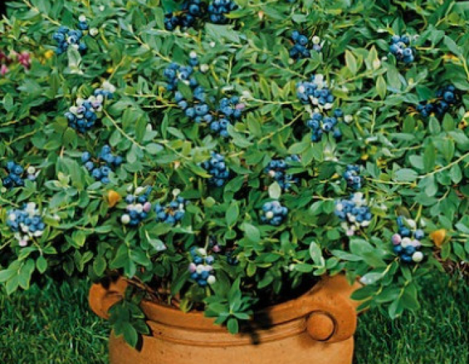 Kanadská borůvka ´Northsky´ 5l