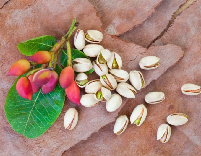 Pistacie pravá ´Kerman´ samice