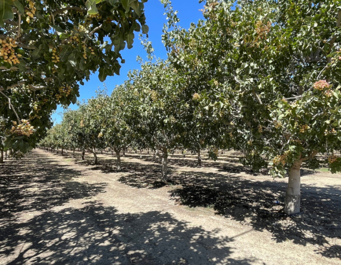 Pistacie pravá ´Kerman´ samice