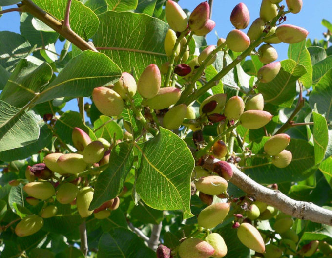 Pistacie pravá ´Kerman´ samice