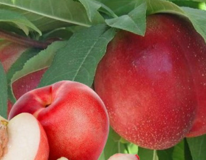 Nektarinka ´Snow Queen´ poloranní, podn. GF677, kont. 5l