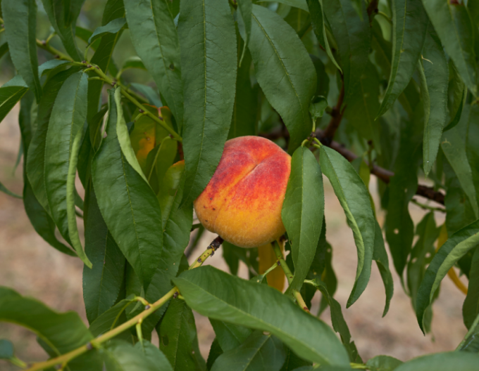 Nektarinka ´Snow Queen´ poloranní, podn. GF677, kont. 5l